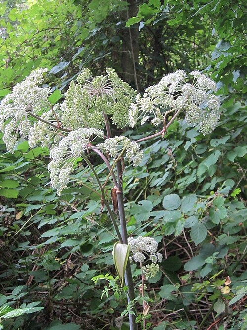 Woodland angelica: Wald-Engelwurz (Angelica sylvestris) im Naturschutzgebiet "St. Arnualer Wiesen"