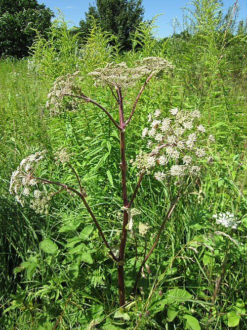 Woodland angelica: Wald-Engelwurz ( Angelica sylvestris ) im Naturschutzgebiet "St. Arnualer Wiesen"