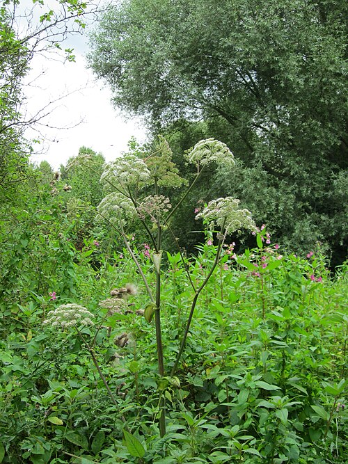 Woodland angelica: Wald-Engelwurz ( Angelica sylvestris ) im Naturschutzgebiet "St. Arnualer Wiesen"