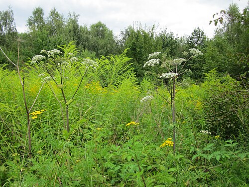 Woodland angelica: Wald-Engelwurz (Angelica sylvestris) , Rainfarn (Tanacetum vulgare in Germany) und Kanadische Goldrute (Solidago canadensis) im Naturschutzgebiet "St. Arnualer 