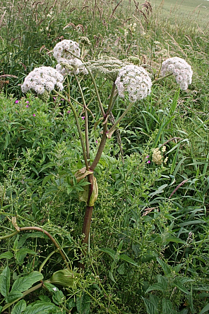Woodland angelica: Wild Angelica (Angelica sylvestris) The tall stems dwarf most of the surrounding flora, and the rounded umbels are distinctive. This is a plant of stream and ri