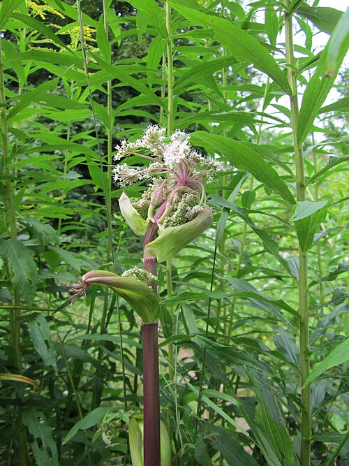 Woodland angelica: Wald-Engelwurz (Angelica sylvestris) im Naturschutzgebiet "St. Arnualer Wiesen"