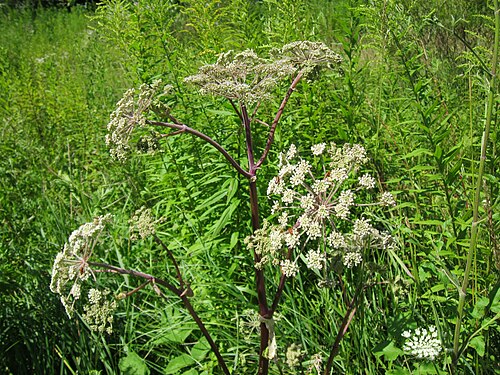 Woodland angelica: Wald-Engelwurz (Angelica sylvestris) im Naturschutzgebiet "St. Arnualer Wiesen"