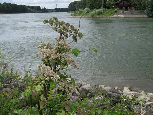 Woodland angelica: Wald-Engelwurz (Angelica sylvestris) auf der Ketscher Rheininsel