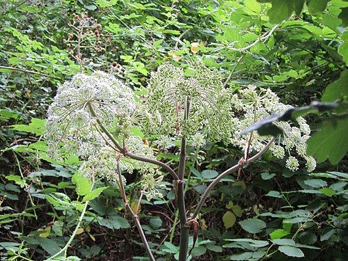 Woodland angelica: Wald-Engelwurz (Angelica sylvestris) im Naturschutzgebiet "St. Arnualer Wiesen"