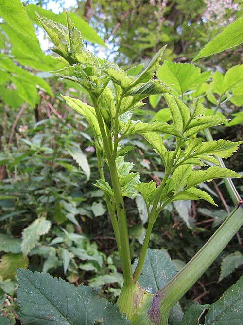 Woodland angelica: Wald-Engelwurz ( Angelica sylvestris ) im Naturschutzgebiet Marlach