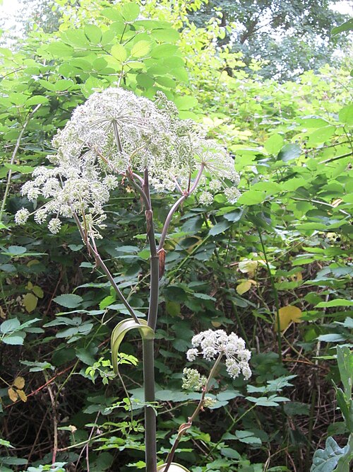 Woodland angelica: Wald-Engelwurz ( Angelica sylvestris ) im Naturschutzgebiet "St. Arnualer Wiesen"