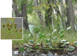 Angelica ternata: Angelica ternata, Tajikistan.