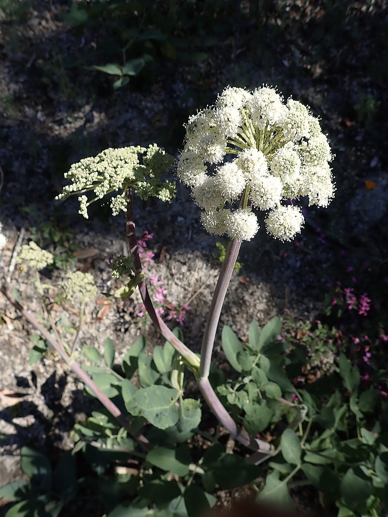 Woolly angelica: Woolly Angelica (Angelica tomentosa). Species of plant.