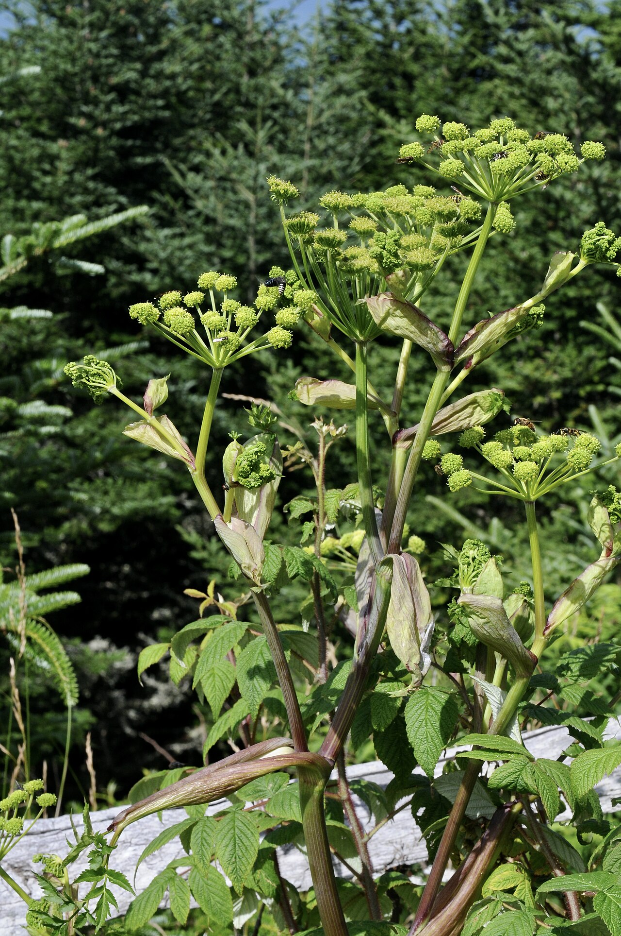Filmy angelica: Yancey County, North Carolina, August 2021