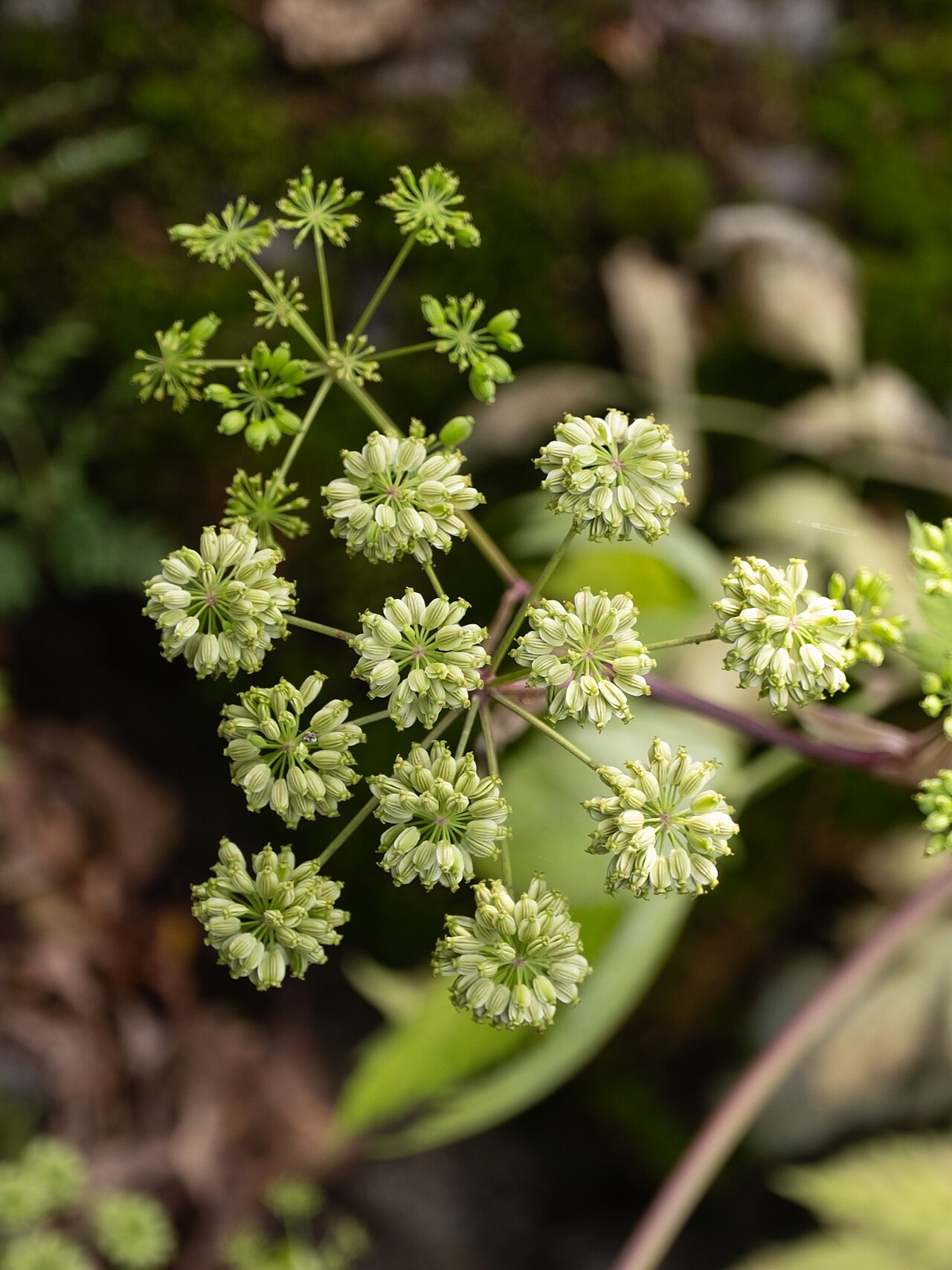Filmy angelica: Mountain angelica ( Angelica triquinata ) in the United States