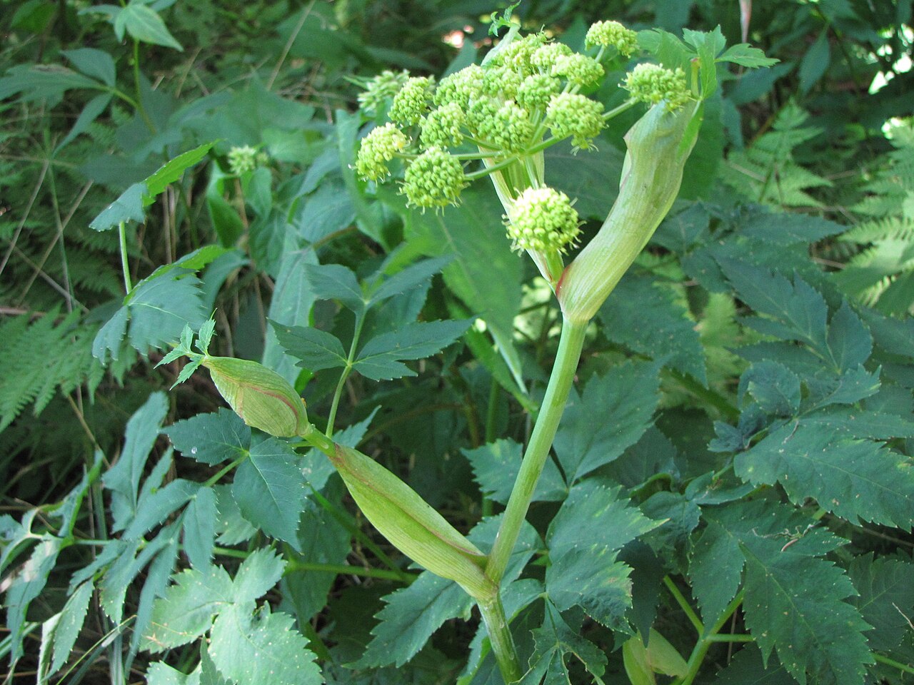 Filmy angelica: The flowers and leaves of Angelica triquinata, observed near Balsam Gap, Black Mountain, North Carolina