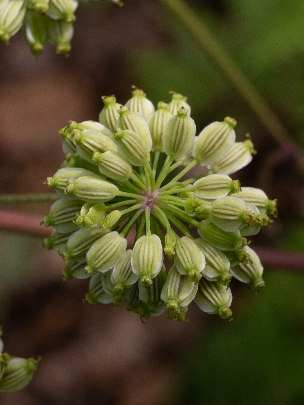 Filmy angelica: Mountain angelica ( Angelica triquinata ) in the United States