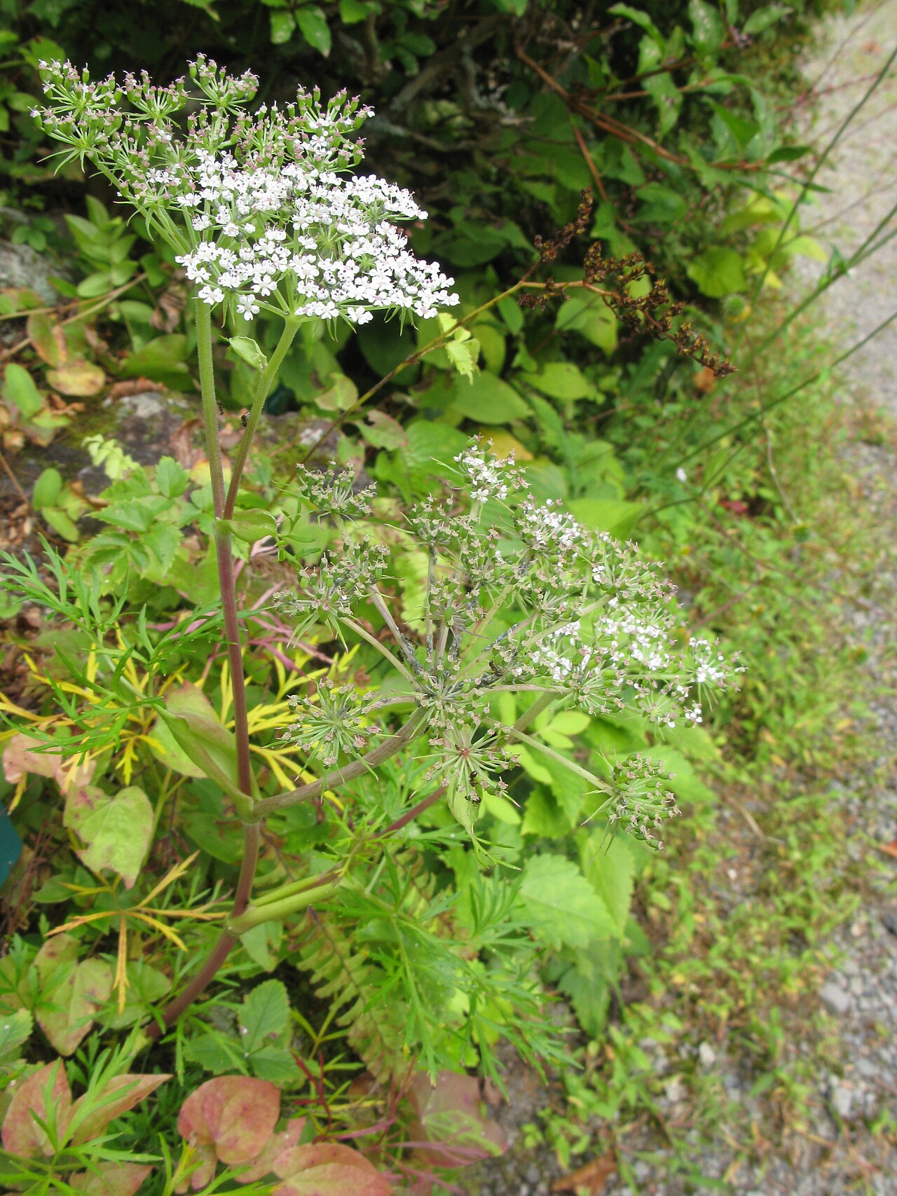 Angelica ubatakensis: Angelica ubatakensis , Botanical Gardens, Nikko, Graduate School of Science, The University of Tokyo, Tochigi pref., Japan
