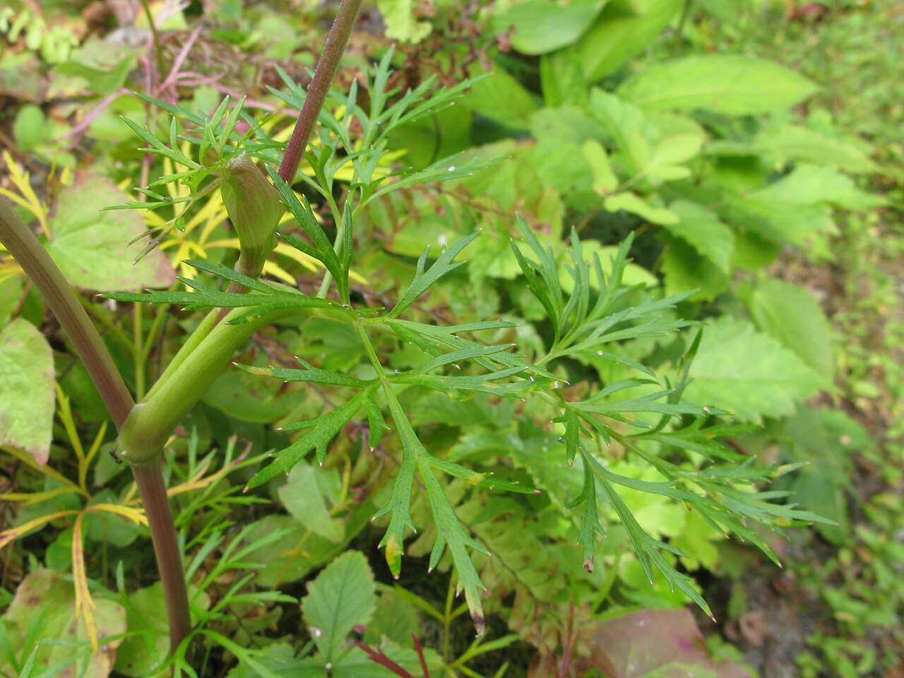 Angelica ubatakensis: Angelica ubatakensis , Botanical Gardens, Nikko, Graduate School of Science, The University of Tokyo, Tochigi pref., Japan