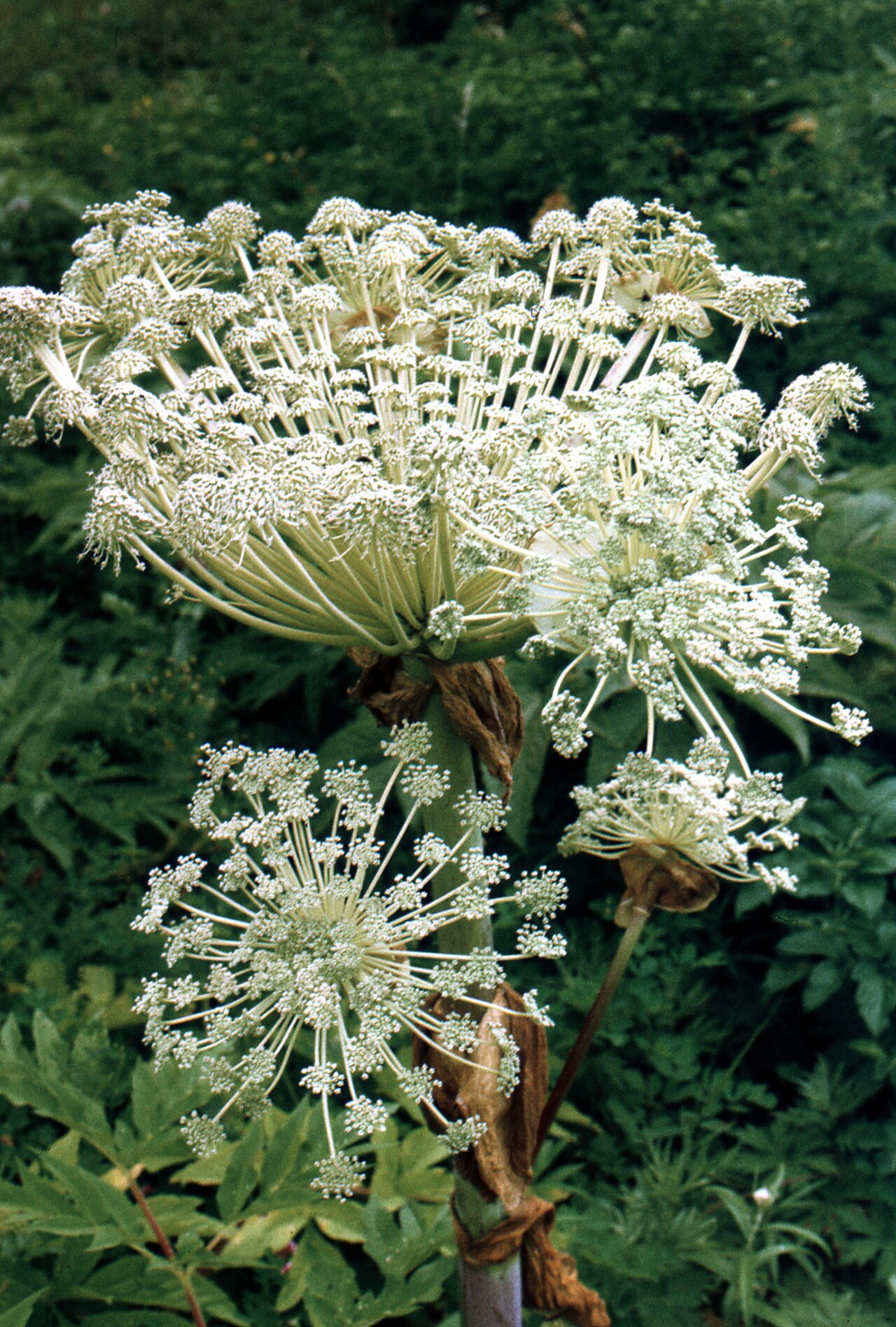 Angelica ursina: Angelica ursina, Russia, Kamchatka, 5 km NNE of Ust'-Bol'sheretsk, Tolstyy Mys terrain, sparse meadowy stand of young stone birch, 1992-08-11 (iNaturalist).