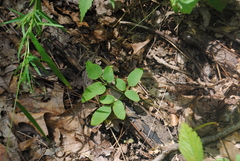 Hairy angelica (Angelica venenosa)