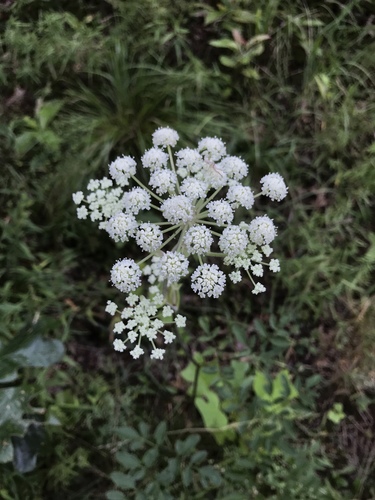 Hairy angelica (Angelica venenosa)