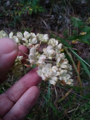 Hairy angelica (Angelica venenosa)