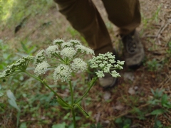 Hairy angelica (Angelica venenosa)