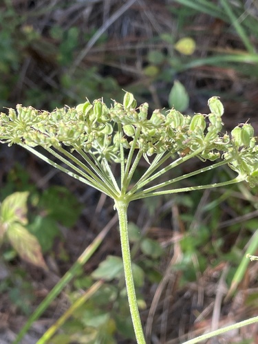 Hairy angelica (Angelica venenosa)