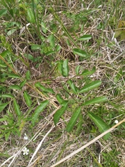 Hairy angelica (Angelica venenosa)