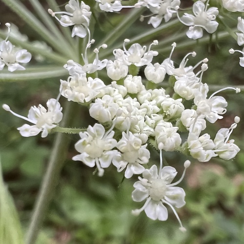 Hairy angelica (Angelica venenosa)