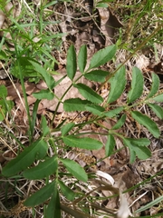Hairy angelica (Angelica venenosa)