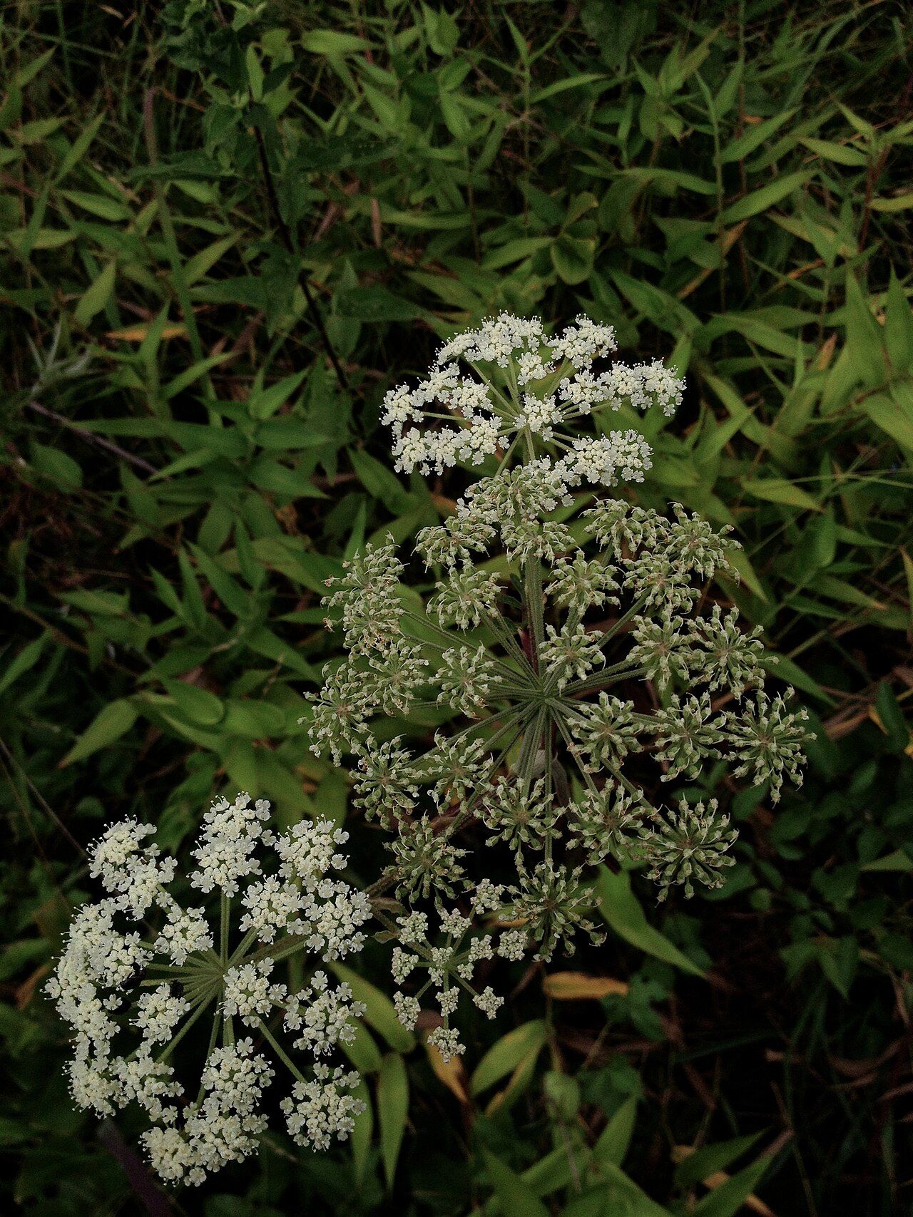 Hairy angelica: Angelica venenosa , flower. Little Paint Branch Park, Prince George's co., MD.