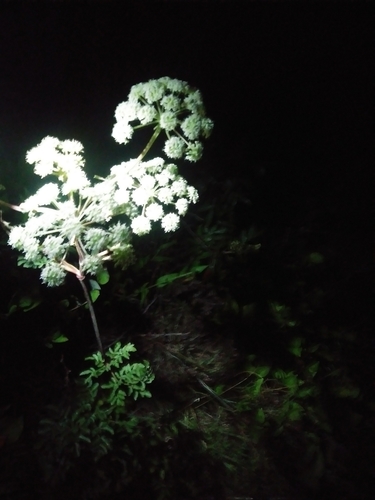 Hairy angelica (Angelica venenosa)