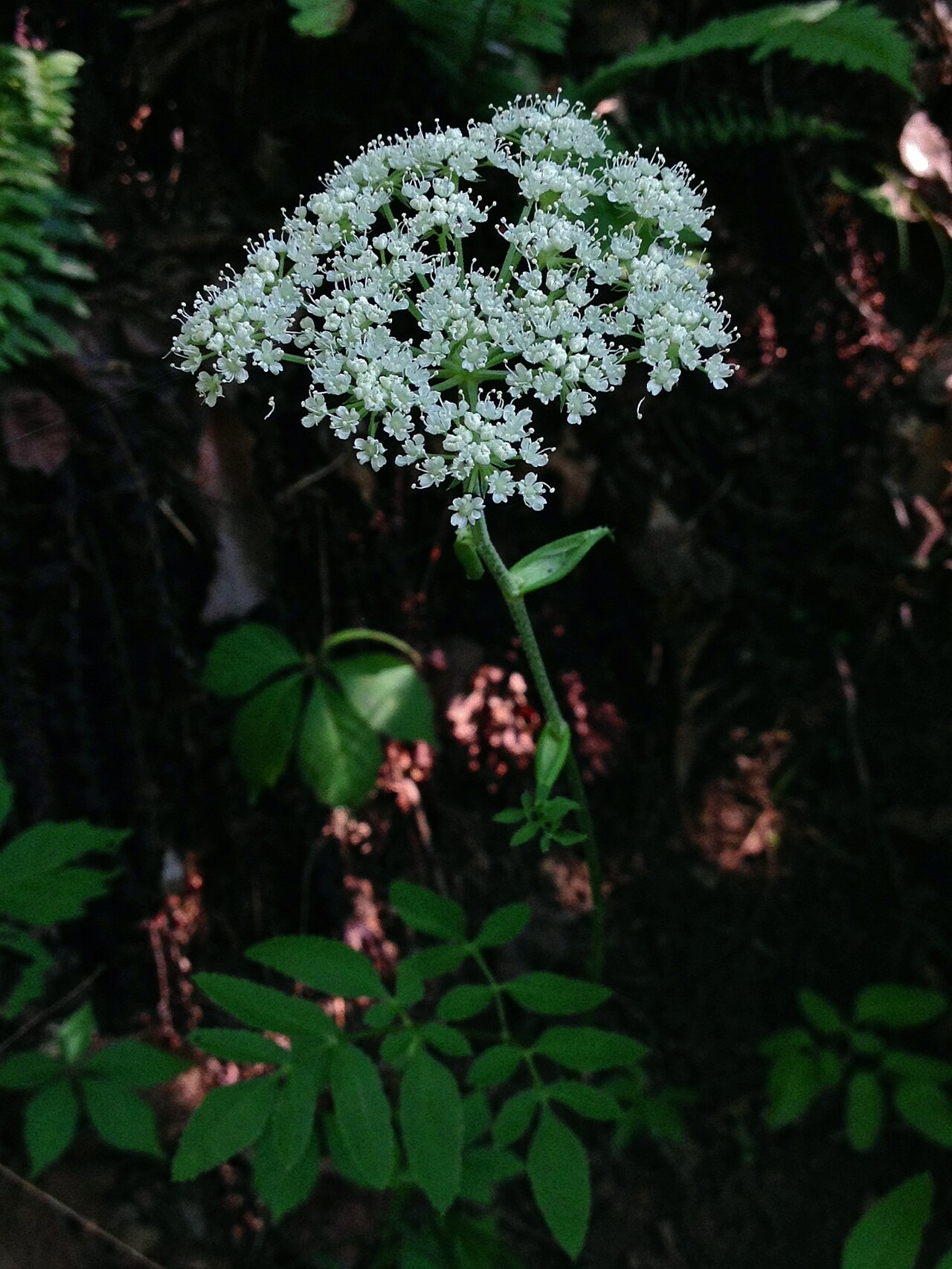 Hairy angelica: Photo of Angelica venenosa in flower. This is a native plant growing wild in Great Falls Park, Fairfax county Virginia, USA. This species is a member of the Api