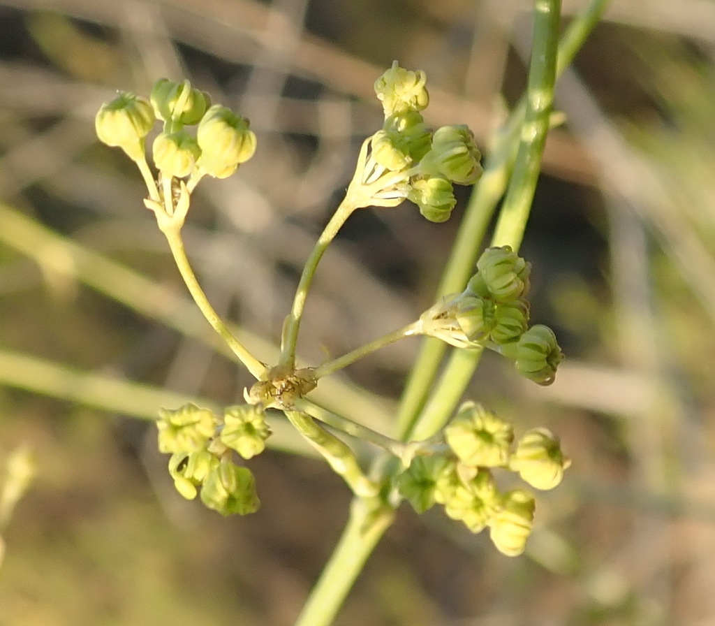 Anginon swellendamense (Anginon swellendamense)