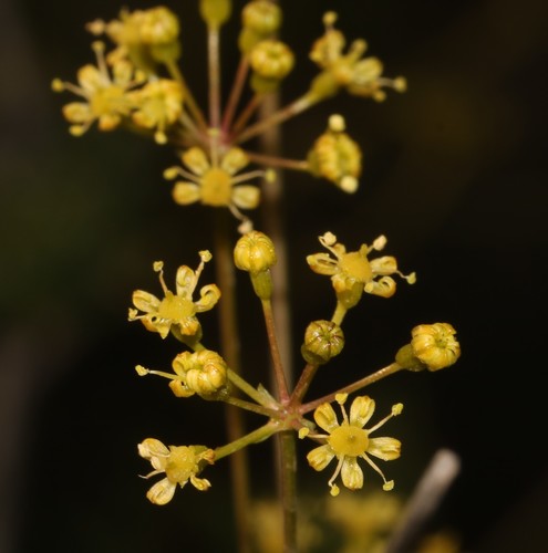 Anginon verticillatum (Anginon verticillatum)