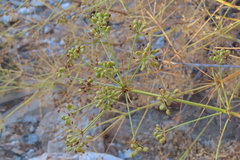 Anginon verticillatum (Anginon verticillatum)