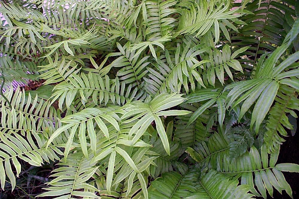 Angiopteris fokiensis: Location taken: United States Botanic Garden. Names: Angiopteris fokiensis Hieron. Classification: Plantae > Pteridophyta > Marattiopsida > Marattiales > Maratt