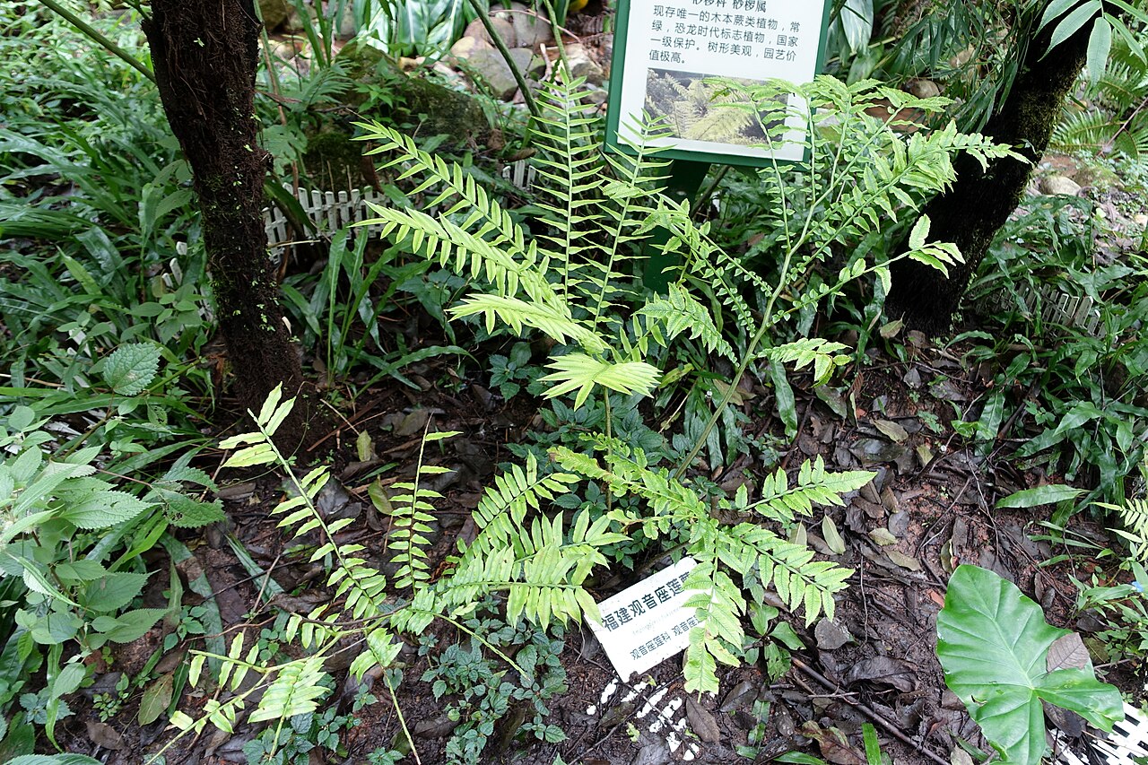 Angiopteris fokiensis: Botanical specimen in the Chengdu Botanical Garden - Chengdu, China.