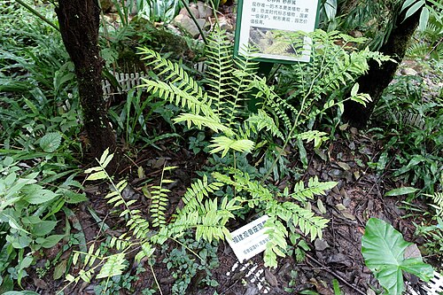 Angiopteris fokiensis: Botanical specimen in the Chengdu Botanical Garden - Chengdu, China.
