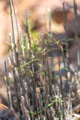 Angkalanthus oligophylla (Angkalanthus oligophylla)
