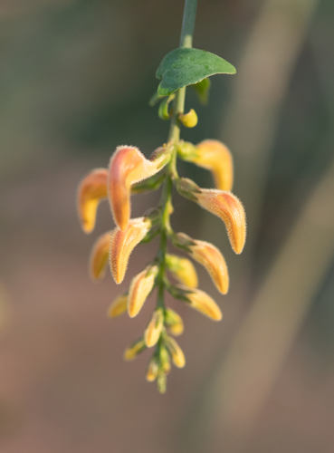 Angkalanthus oligophylla (Angkalanthus oligophylla)