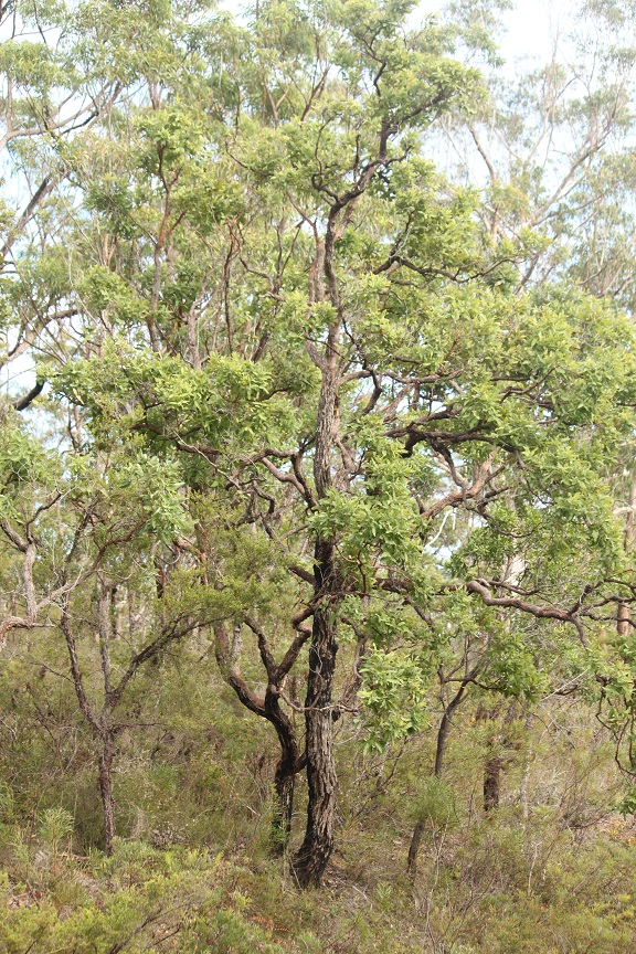 Angophora robur: Angophora robur growing near Kremnos, New South Wales