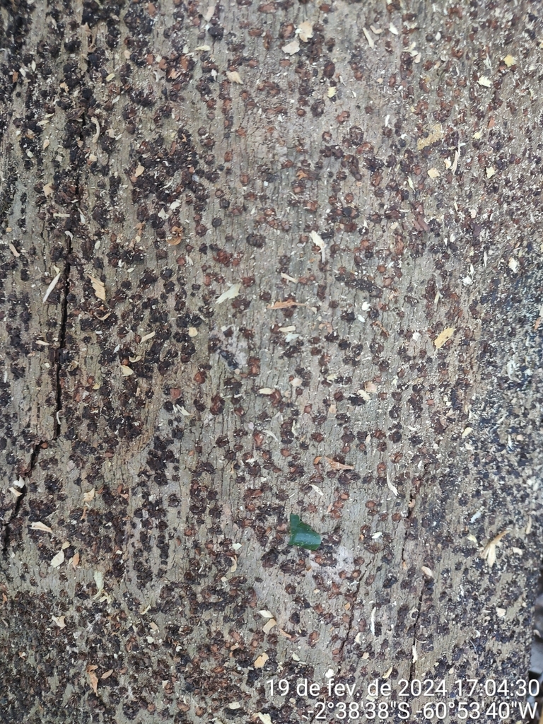 Aniba affinis (Aniba affinis)