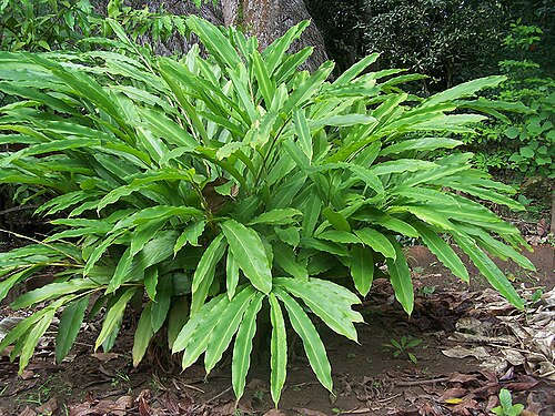Aniba canelilla: Canelilla (Aniba canelilla), estimulante gástrico, antitusígeno, sedante y aceite esencial. Utilizado en la medicina tradicional amazónica. Foto del jardín botá