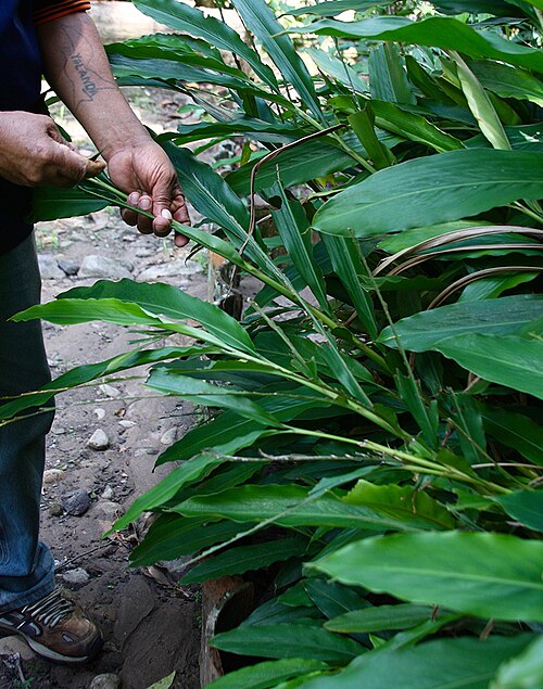 Aniba canelilla: Utilizado en la medicina tradicional amazónica. Foto del jardín botánico del Centro Takiwasi. 2016.