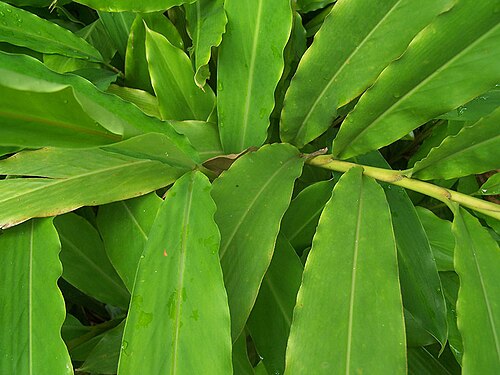 Aniba canelilla: Hojas de canelilla (Aniba canelilla), estimulante gástrico, antitusígeno, sedante y aceite esencial. Utilizado en la medicina tradicional amazónica. Foto del ja