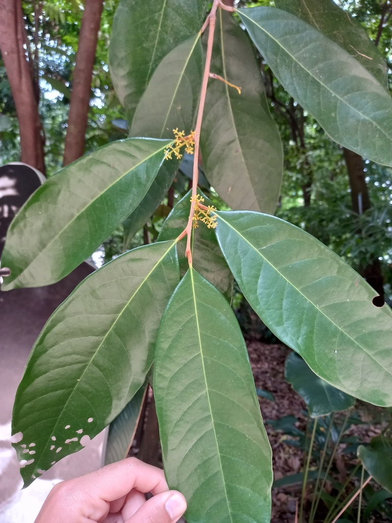 Aniba cylindriflora (Aniba cylindriflora)