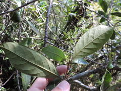 Aniba firmula (Aniba firmula)