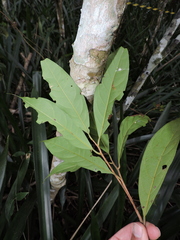 Aniba firmula (Aniba firmula)