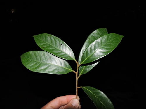 Aniba firmula (Aniba firmula)