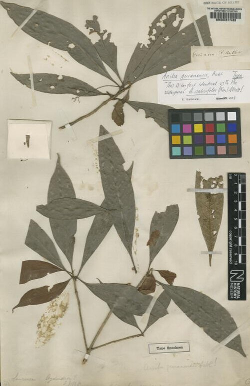 Aniba guianensis: Aniba guianensis Aubl. - herbier collecté par Aublet en Guyane, conservé au British Museum BM000617483
