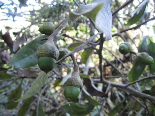 Aniba perutilis (Aniba perutilis)